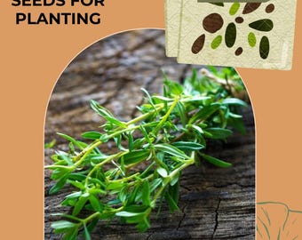Herb Seeds - Savory Summer Seeds, Summer savory, Satureja hortensis (50 seeds), seeds for planting