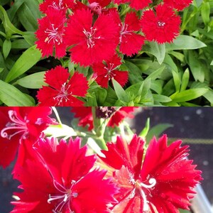 Dianthus Telstar Series Crimson Annual Seeds, Carnation, Pinks (25 seeds), seeds for planting