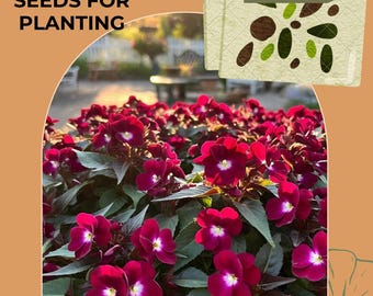 Impatiens Accent Series Burgundy Annual Seeds, Impatiens walleriana, Impatiens sultanii, busy Lizzie (50 seeds), seeds for planting