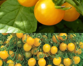 Currant Yellow Tomato seed, tomato (25 seeds), seeds for planting