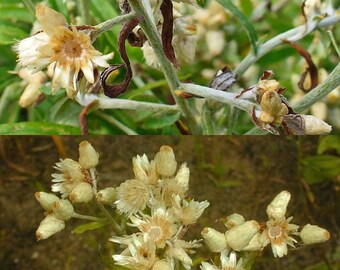 rabbit tobacco seeds Pseudognaphalium obtusifolium (blunt-leaved rabbit-tobacco): Go Botany Minnesota Seasons - rabbit-tobacco