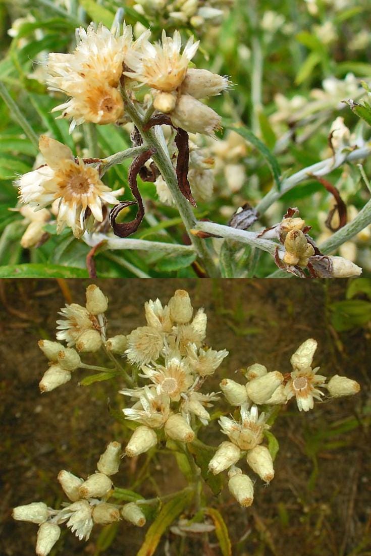 rabbit tobacco where to buy Pseudognaphalium obtusifolium seeds, Sweet Everlasting, Gnaphalium  obtusifolium, Pseudognaphalium saxicola (750 seeds), seeds for planting