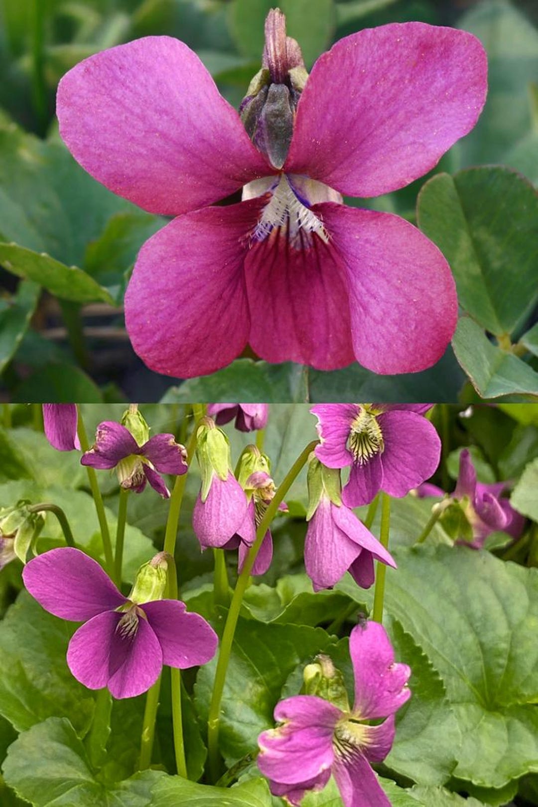 Viola Sororia F. Rubra Seeds, Common Blue Violet, Pink Form (25 Seeds ...