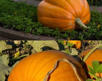 Pumpkin - Dills Atlantic Giant Vegetable Seeds,  Cucurbita (8 seeds), seeds for planting