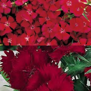 Dianthus Ideal Series Carmine Annual Seeds, Carnation, Pinks (25 seeds), seeds for planting