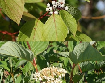 Cornus stolonifera seeds, Red Osier Dogwood, red osier, red brush, red willow, redstem dogwood (10 seeds), seeds for planting