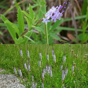 Verbena simplex seeds, Narrow-leaved Vervain, narrowleaf vervain (200 seeds), seeds for planting