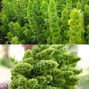 May include: A vibrant image showcasing green Bells of Ireland flowers. The top half displays a field of the plants, while the bottom half shows a close-up of a bouquet. The flowers have a unique, layered bell-like structure.
