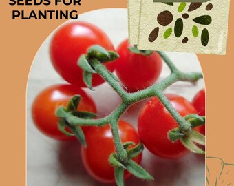 Matts Wild Cherry Tomato Seeds, tomato, Solanum lycopersicum (15 seeds), seeds for planting