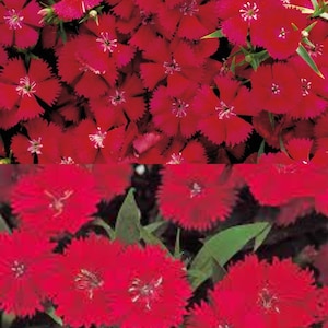 Dianthus Telstar Series Carmine Rose Annual Seeds, Carnation, Pinks (25 seeds), seeds for planting