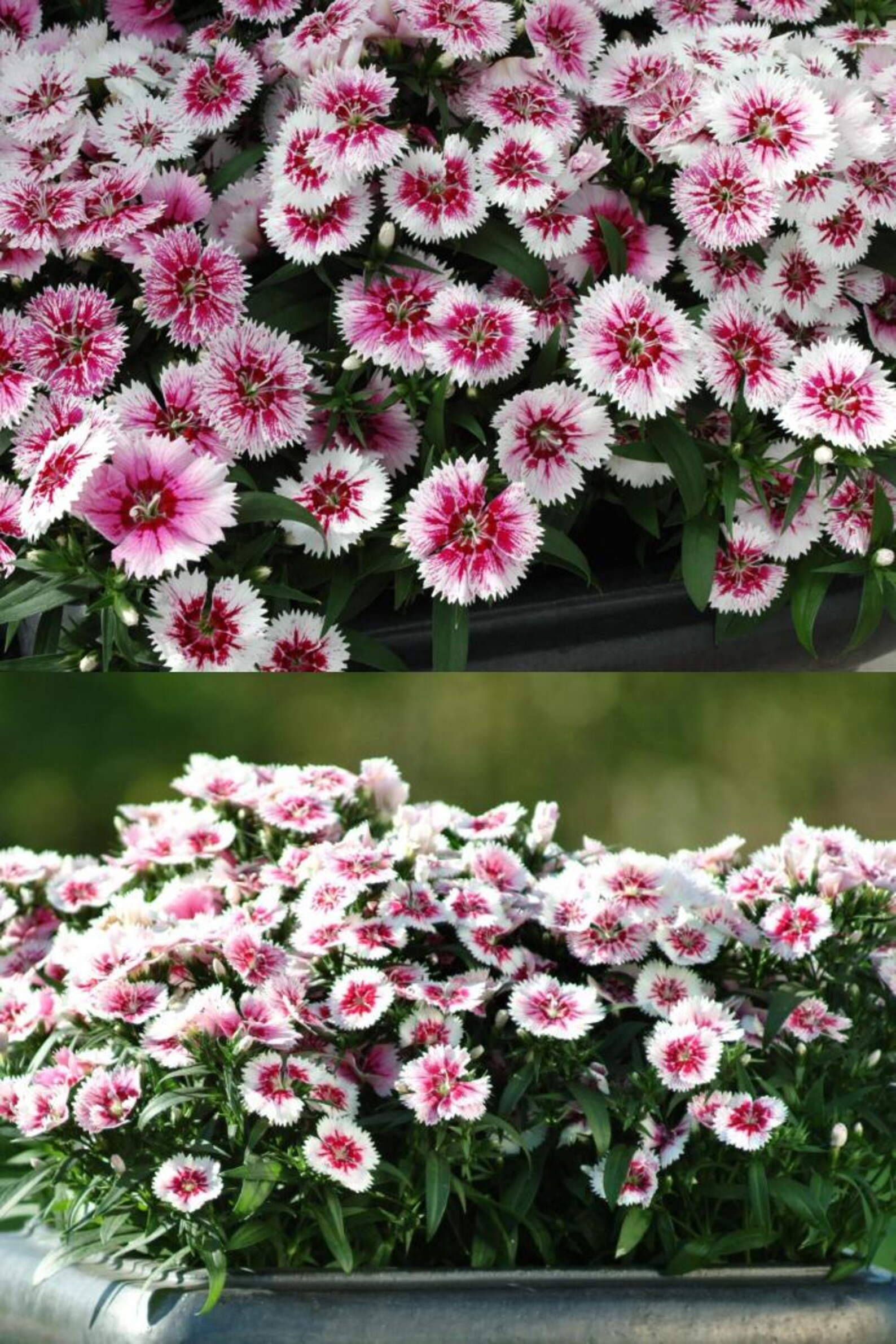Dianthus Ideal Series White Fire Annual Seeds, Carnation, Pinks (25