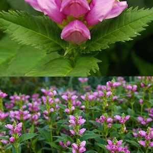 May include: Close-up and wide shot of pink flowers with a unique shape, resembling small fish or turtles, set against a backdrop of green leaves. The flowers are in full bloom, showcasing their vibrant color and intricate details.