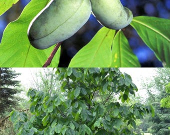 Pawpaw Seeds! - Etsy