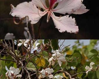 Bauhinia variegata var. candida seeds, White Bauhinia, White Orchid Tree  (12 seeds), seeds for planting