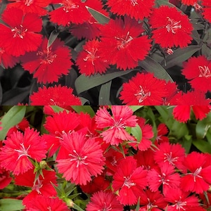 Dianthus Telstar Series Scarlet Annual Seeds, Carnation, Pinks (25 seeds), seeds for planting