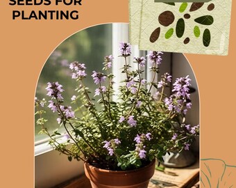 Herb Seeds - Thyme Aromatic Seeds, Thymus (50 seeds), seeds for planting