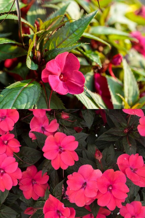 Candy Neon Rose Impatien Seeds, Balsam, Busy Lizzie (50 seeds), seeds for  planting