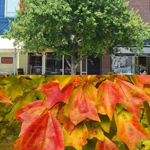 May include: A vibrant tree with lush green foliage stands in front of a building with a red brick facade. The lower portion of the image showcases colorful autumn leaves in shades of red, orange, and yellow.