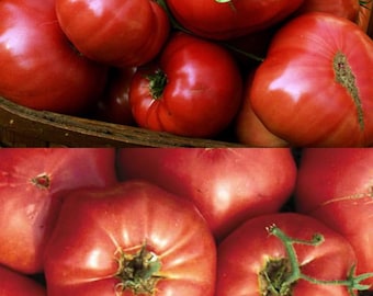 Brandywine Sudduth Strain Tomato Seeds, tomato (50 seeds), seeds for planting