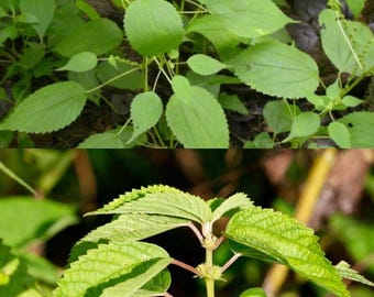 May include: Close-up and top view of a green plant with serrated leaves and small, clustered flowers. The leaves are a vibrant green, and the stems are reddish-brown. The plant is in a natural outdoor setting.