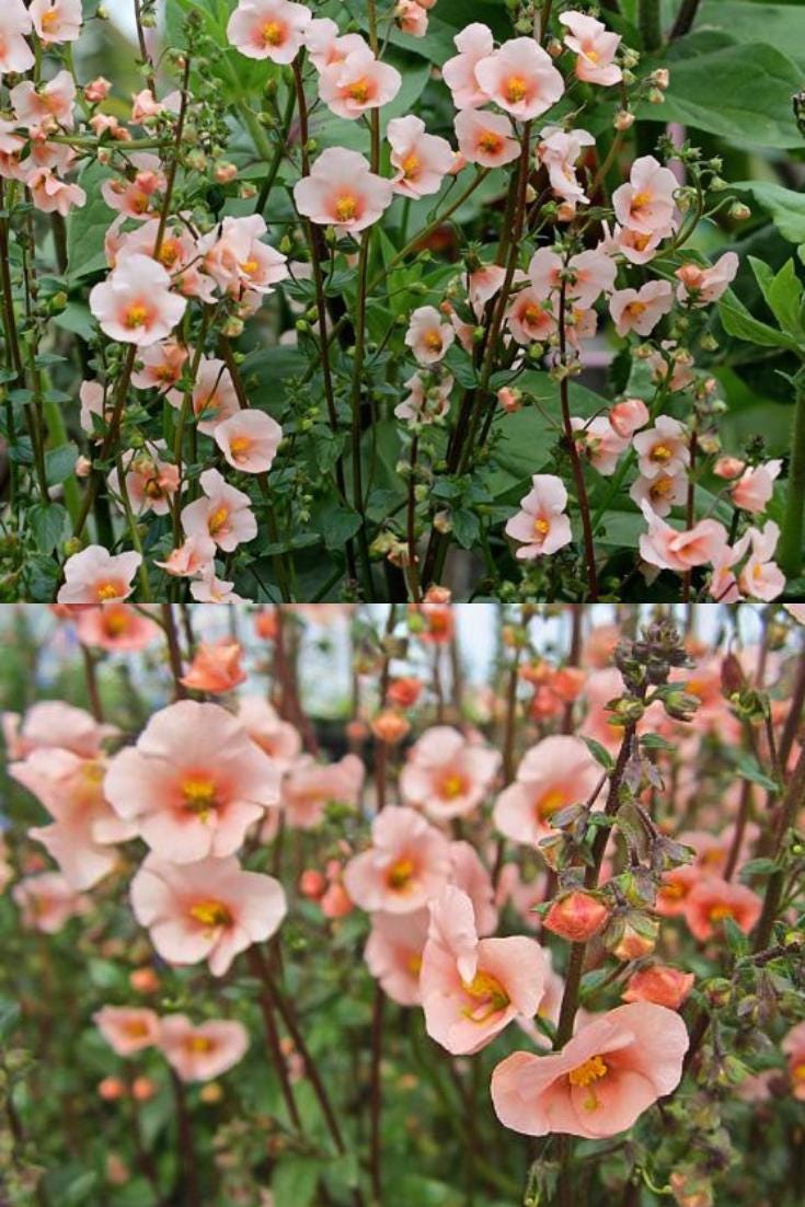 Alonsoa - Salmon Spire Seeds, Mask Flower (25 Seeds), Seeds for ...