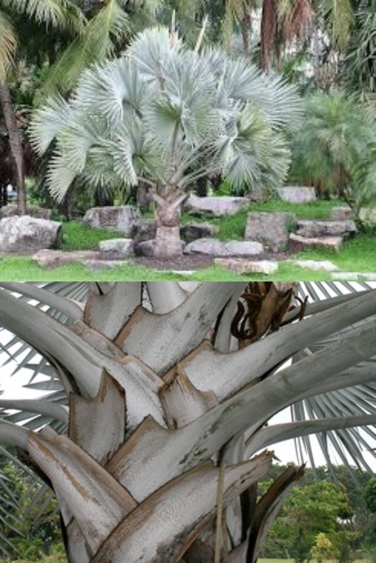 Silver Bismarck Palm - Etsy