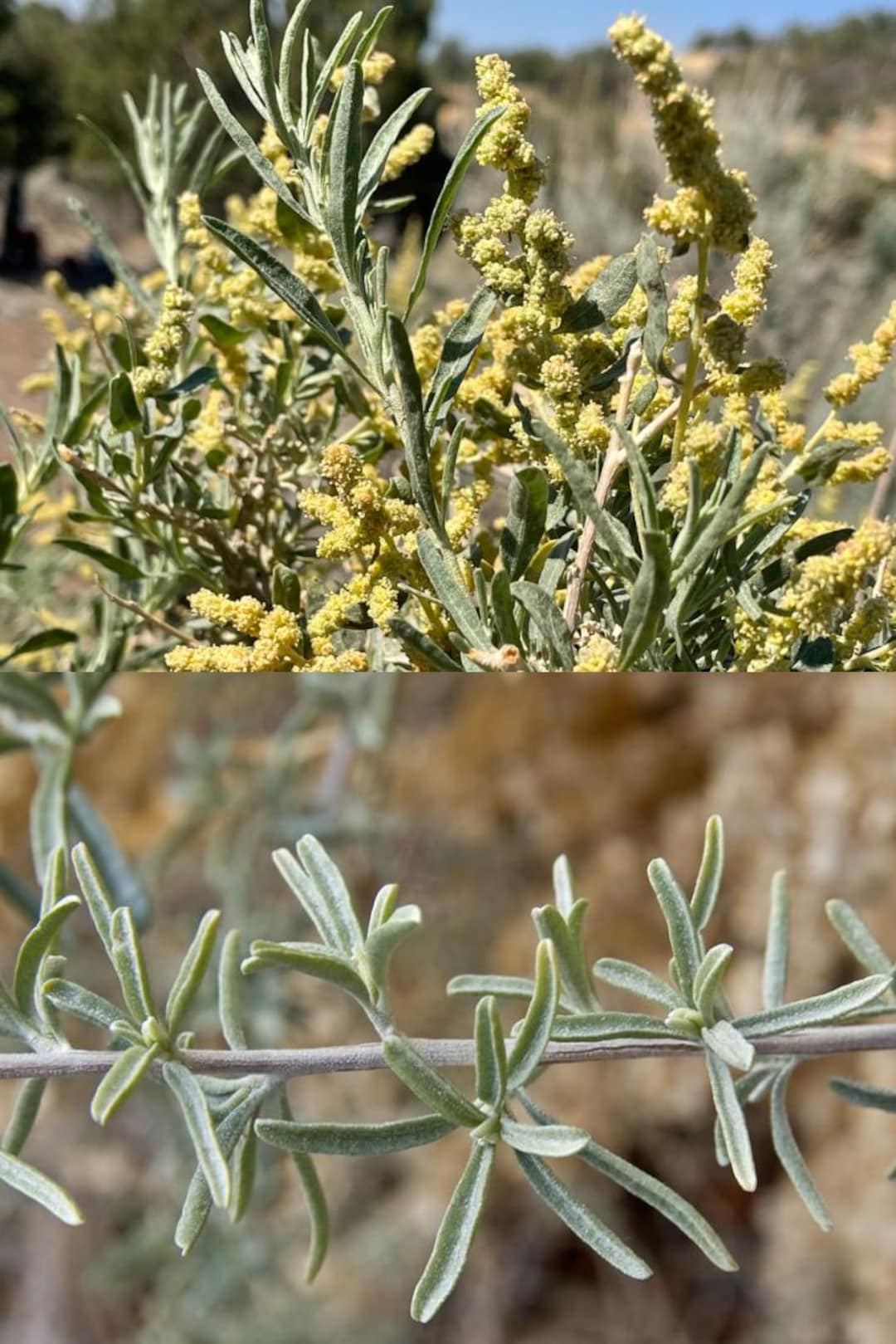 Atriplex Canescens Seeds, Chamiso, Chamiza, Four Wing Saltbush ...
