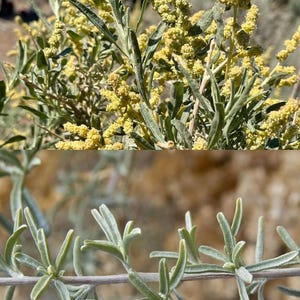 May include: Close-up and medium shots of a plant with slender, silvery-green leaves and small, yellow flower clusters. The plant's stems are a light gray-brown color, and the background is blurred, suggesting a natural outdoor setting.