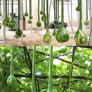 Dipper Long Handle Gourd Seeds, Dipper Gourd,  Bottle Gourd, Lagenaria siceraria, Calabash (15 seeds), seeds for planting