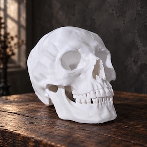 May include: A matte white human skull replica featuring detailed anatomical structures including the cranium, eye sockets, nasal cavity, and a full set of teeth. The skull is rendered in a solid, opaque white finish with visible suture lines.