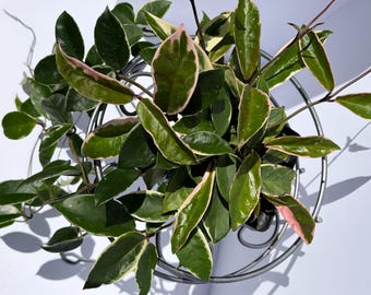 Hoya Krinkle 8 Albomarginata – Variegated Wax Plant – 4” Pot - Etsy