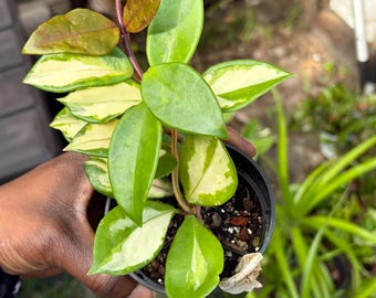 Hoya Carnosa Argentea Princess Cutting - Etsy