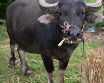 Water Buffalo, Mai Châu – Museum-Grade Metal Print