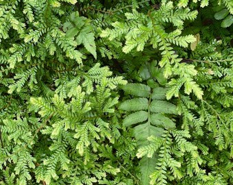 Big Island Ferns, Hawaii– Museum-Grade Metal Print