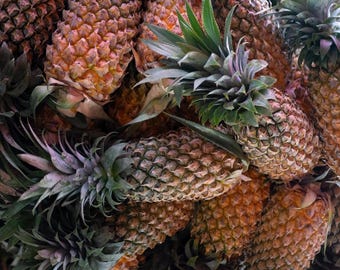 Hoi An Pineapples, Vietnam – Museum-Grade Metal Print