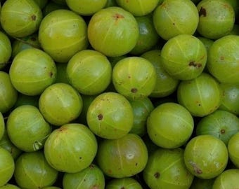 Amla Harvest, Jaipur-Museum-Grade Metal Print