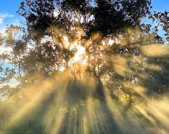 Volcano Trees & Sunlight #2, Big Island, Hawaii– Museum-Grade Metal Print