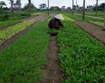 Community Farming #1, Hoi An– Museum-Grade Metal Print