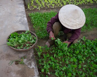 Hoi An Community Farming #2, Vietnam – Museum-Grade Metal Print