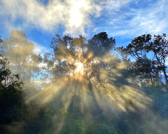 Volcano Tree & Sunlight #1, Big Island, Hawaii– Museum-Grade Metal Print