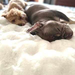 Pode incluir: Dois cães dormindo em um cobertor branco fofo. Um é marrom claro com pelo encaracolado, o outro é cinza com pelo curto. Eles estão deitados juntos, parecendo relaxados e confortáveis.