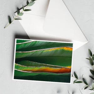 Große Bananenblätter Karte [Botanische Grußkarte - Einzigartige Muttertagskarte - Tropische Kunst]