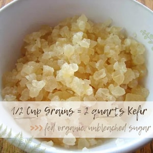 Puede incluir: Un cuenco blanco lleno de granos de k&eacute;fir de color amarillo claro. El texto de la imagen dice: "1/2 taza de granos = 2 cuartos de k&eacute;fir >>> alimentados con az&uacute;car org&aacute;nico sin blanquear."