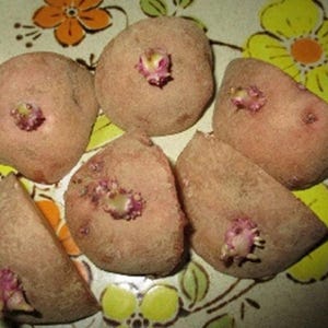 May include: Several raw, reddish-brown potatoes with sprouting eyes are arranged on a floral patterned plate. Some potatoes are whole, while others are cut into halves or wedges, showcasing the potential for planting.