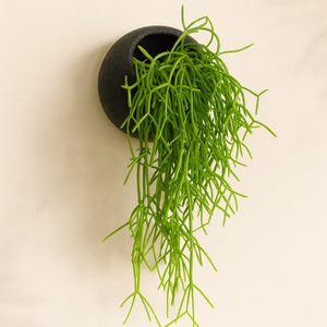 Può includere: Una fioriera da parete rotonda e nera piena di Rhipsalis baccifera verde brillante, nota anche come 'cactus vischio'. La pianta ha steli sottili e segmentati che pendono dalla fioriera, creando un aspetto unico e moderno.