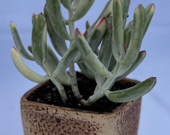 Cotyledon - Orbiculata