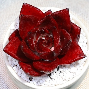 Puede incluir: Una vibrante planta suculenta roja con hojas brillantes, centrada en una maceta de cerámica blanca llena de guijarros blancos. El color rojo intenso de la suculenta contrasta con los guijarros blancos brillantes, creando un atractivo visual llamativo.