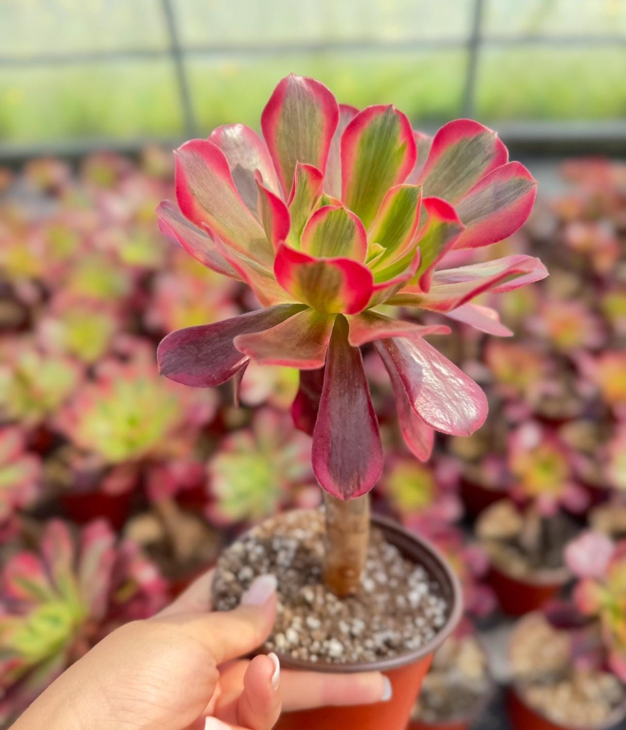 A - メデューサ - Etsy 日本