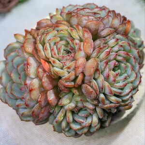May include: Close-up of a succulent plant with tightly packed, layered leaves. The leaves transition from pale green to reddish-brown at the tips, with a few water droplets visible. The plant's texture is smooth and fleshy.