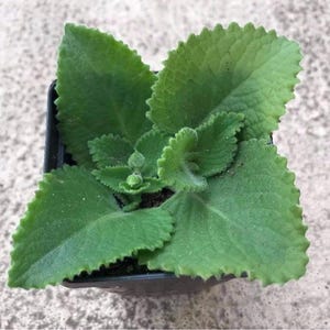 May include: A small, green plant with large, textured leaves and a serrated edge, potted in a square black container. The plant has a vibrant green color and appears healthy, with new growth visible in the center.